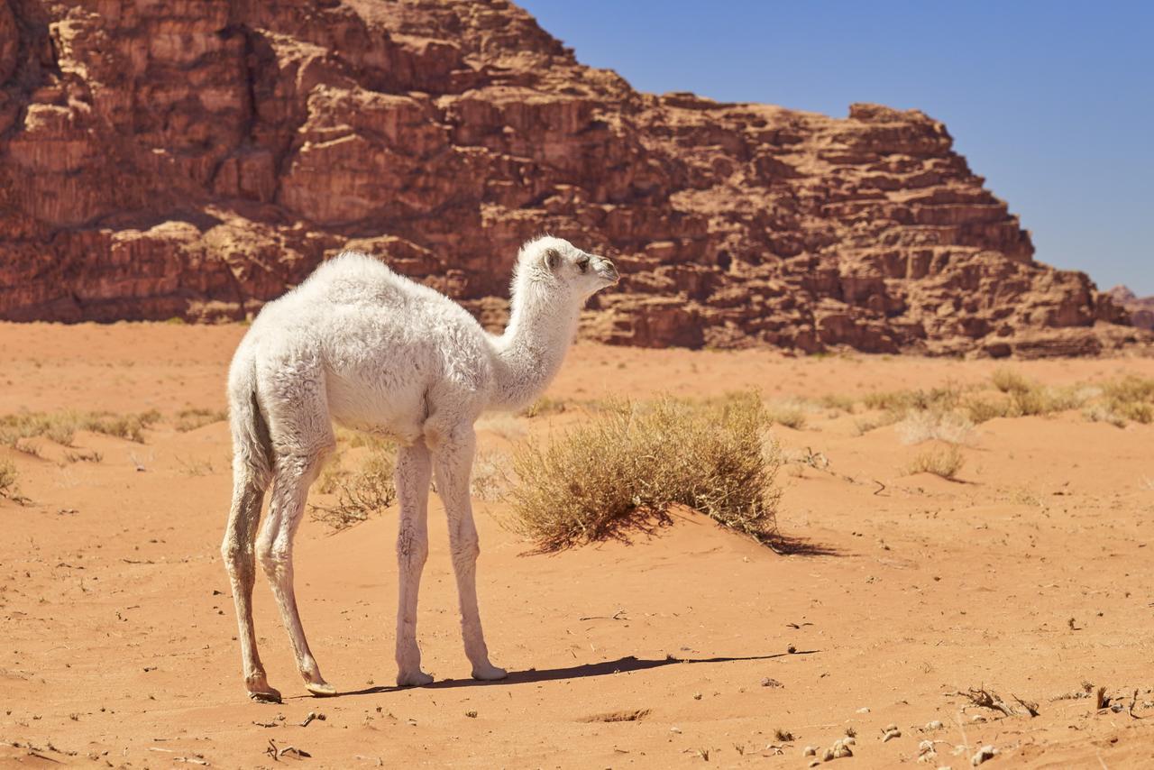 Wadi Rum Green Desert Экстерьер фото